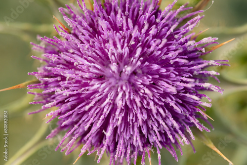 Intense Detail of a Purple Thistle Flower