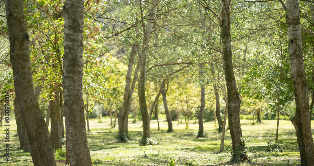 Sun-Dappled Grove in Early Spring Sun-Dappled Grove in Early Spring