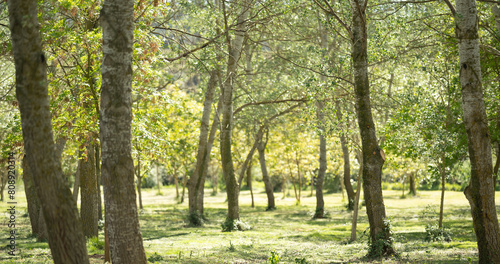 Sun-Dappled Grove in Early Spring