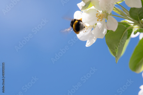 Bumblebee Pollinating White Spring Blossoms
