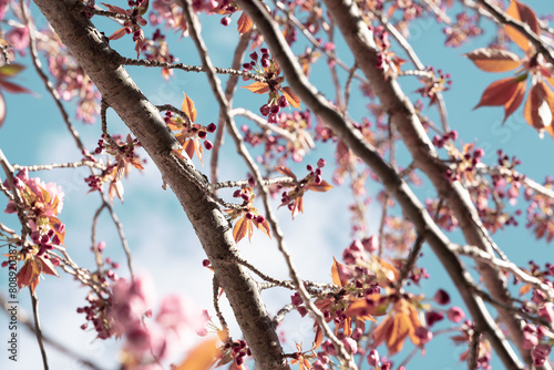 Cherry Blossoms Bursting into Bloom Against a Blue Sky
