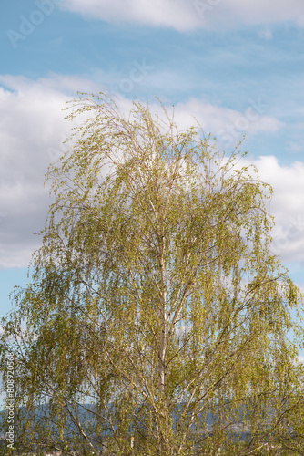 Early Spring Weeping Birch Against a Cloudy Sky