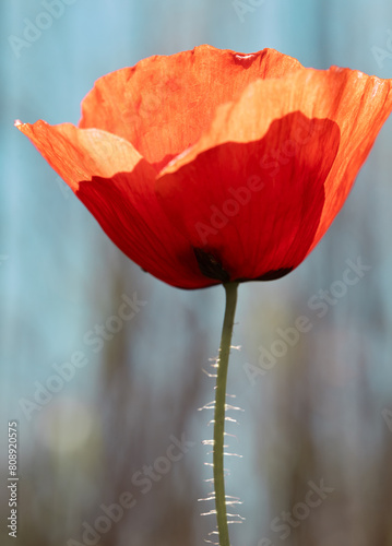 Stunning Red Poppy Against Soft Blue Background