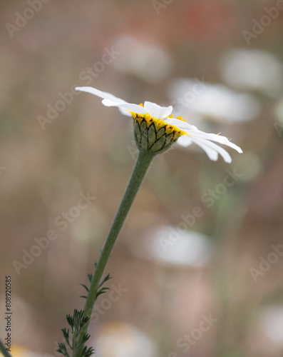 Close-up of a daisy with white petals and a vibrant yellow center against a softly blurred background, symbolizing purity and simplicity.