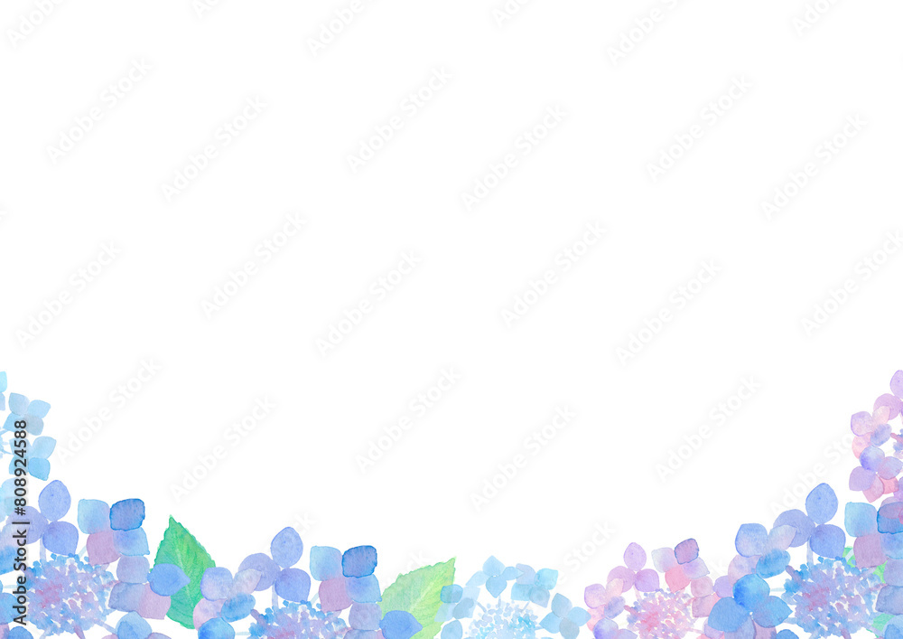 紫陽花 hydrangea 紫陽花 hydrangea