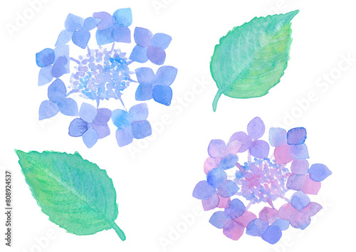 紫陽花　hydrangea