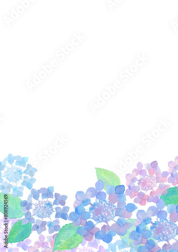 紫陽花　hydrangea