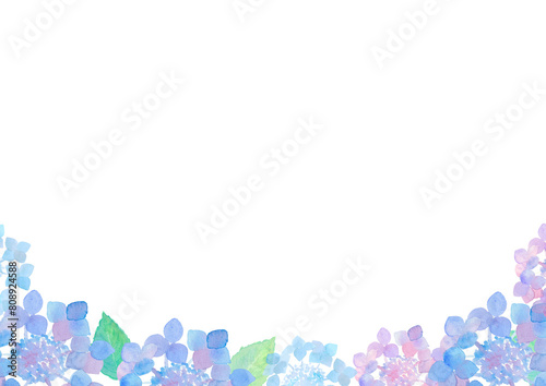 紫陽花　hydrangea