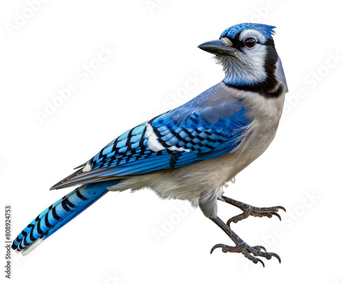 Blue jay perched with vibrant blue plumage cut out on transparent background