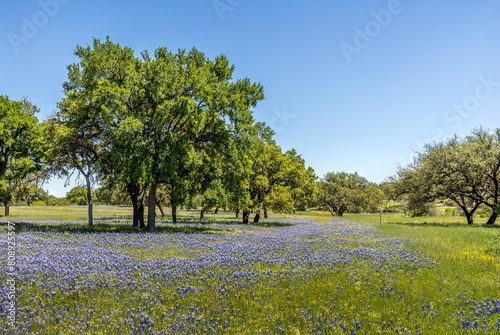 A meadow in the Texas hill country fulll of wildflowers and blue bonnets