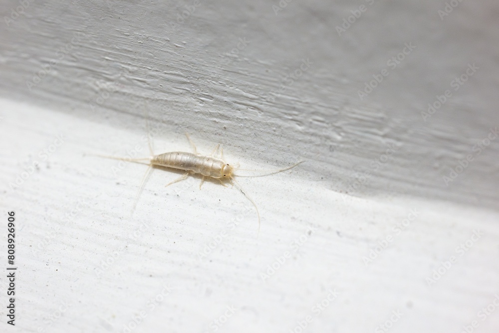 Silverfish (Lepisma saccharina) insect on white wall