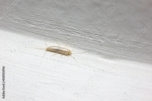 Obraz na płótnie Silverfish (Lepisma saccharina) insect on white wall w salonie