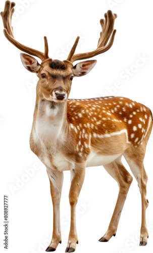 Spotted deer with antlers and white spots cut out on transparent background