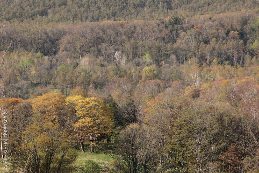 Fototapeta premium うららかな日和の夕方に望んだ、高原の春紅葉
