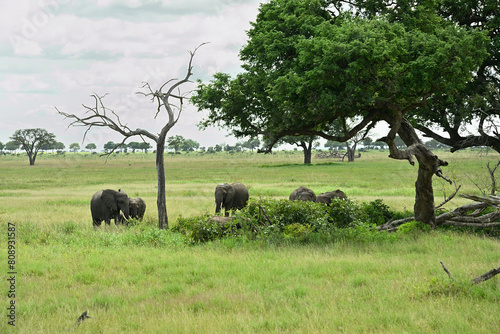 African elephant family roaming in green savanah