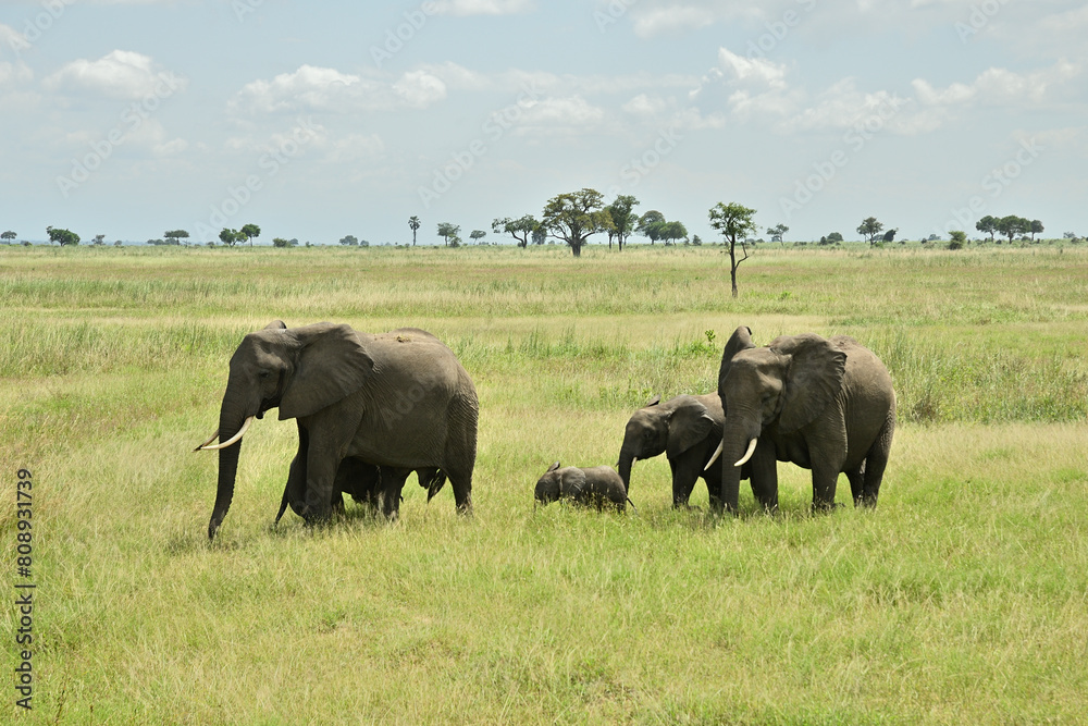 African elephant family roaming in green savanah