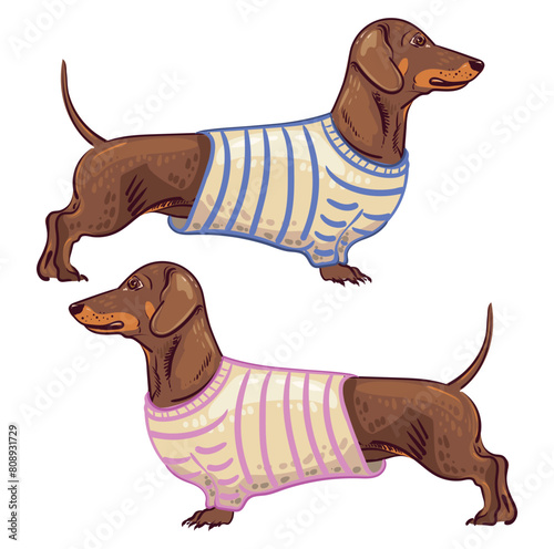 Two dachshunds in striped T-shirts in pink and blue. Cute dogs in clothes. Vector isolated image.