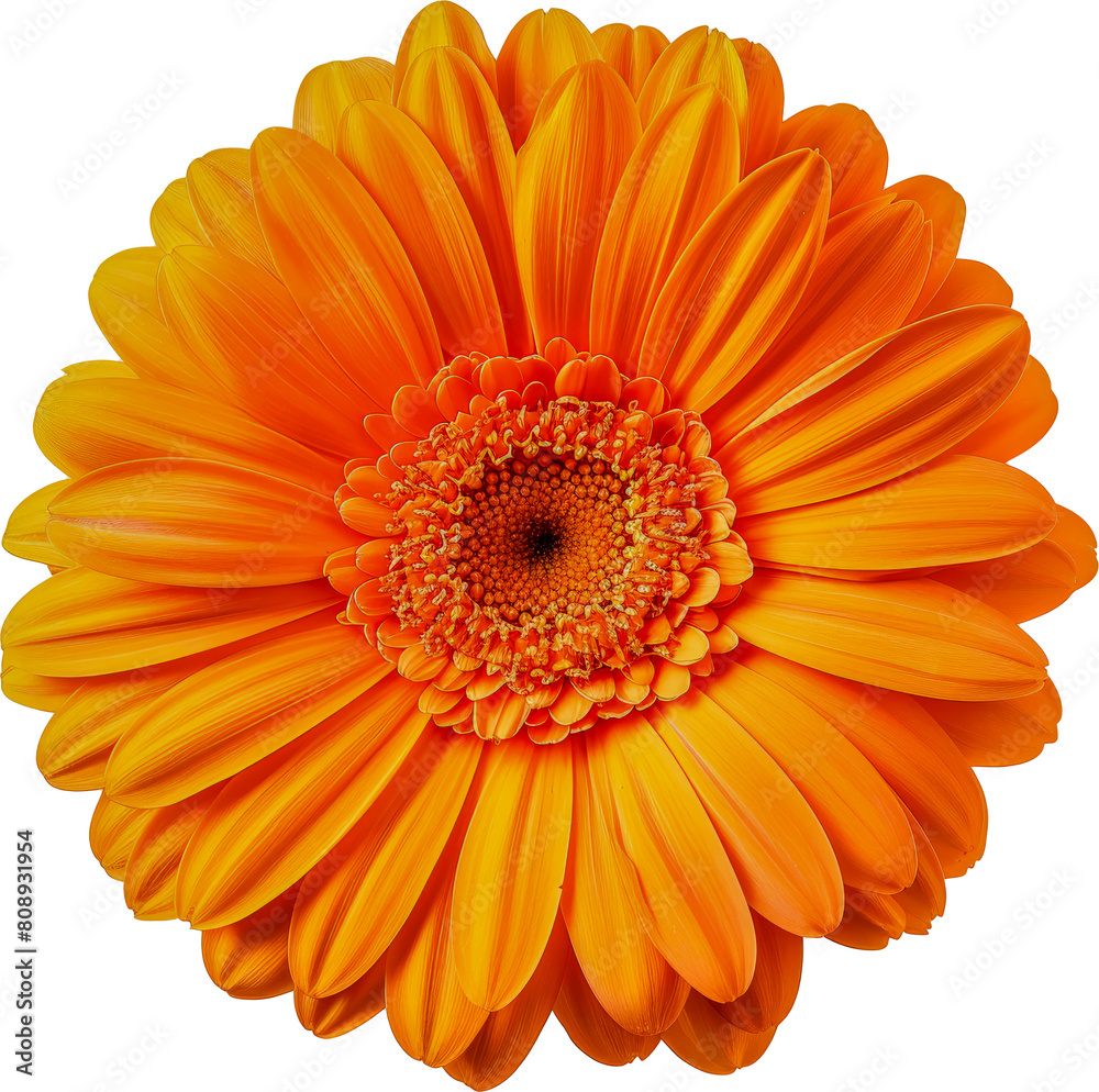 Close-up of vibrant orange gerbera daisy cut out on transparent background Close-up of vibrant orange gerbera daisy cut out on transparent background