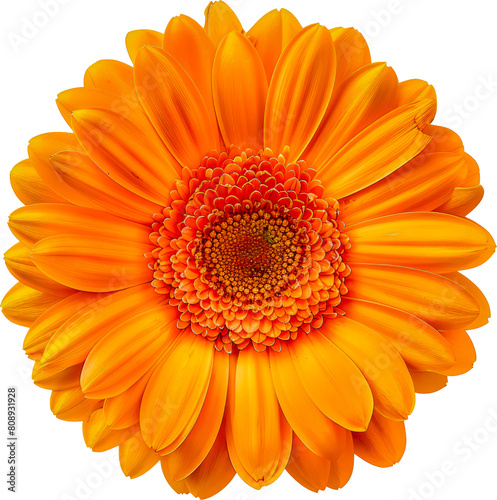 Close-up of vibrant orange gerbera daisy cut out on transparent background