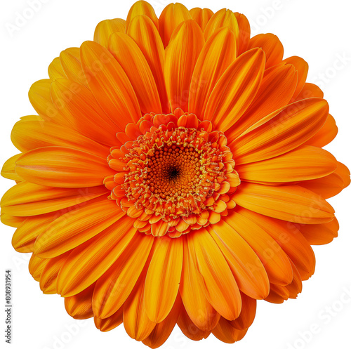 Close-up of vibrant orange gerbera daisy cut out on transparent background