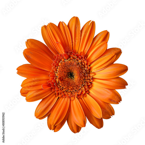 Close-up of vibrant orange gerbera daisy cut out on transparent background