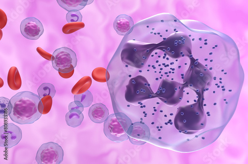 Hypersegmented neutrophil in WHIM Syndrome - Closeup view 3d illustration