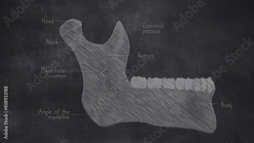 Human Mandible Anatomy Hand Drawn On Chalkboard