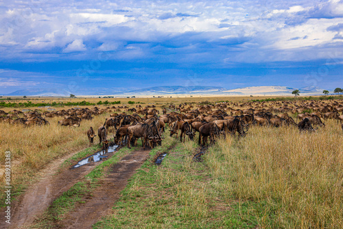 A herd of buffalo in the wilds of Africa, Kenya, Masai Mara, national park