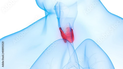 Human Body Glands Thyroid Gland Anatomy Animation Concept photo
