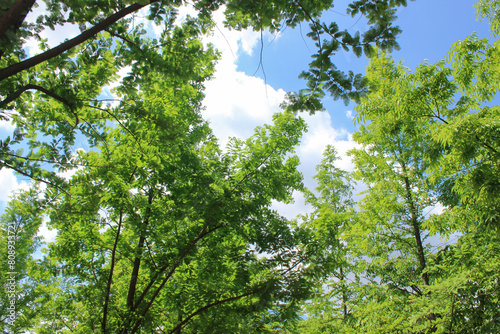 spring greenery trees and cloudy sky refreshing background
