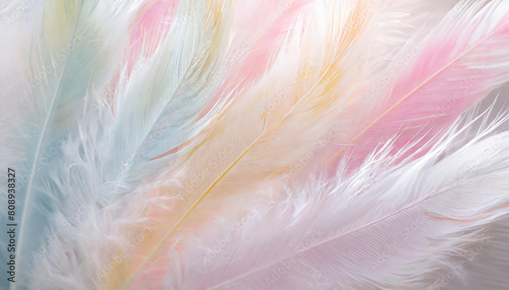 pastel colour feather abstract background texture pastel colour feather abstract background texture