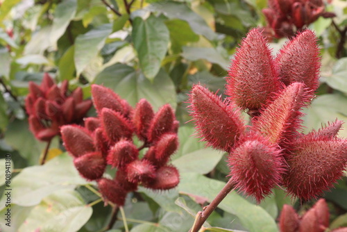 achiote on tree for harvest