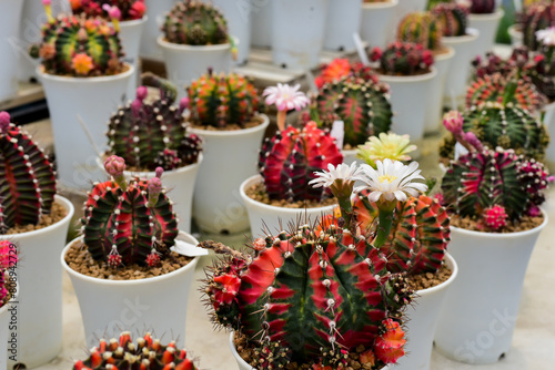 flowers in a shop