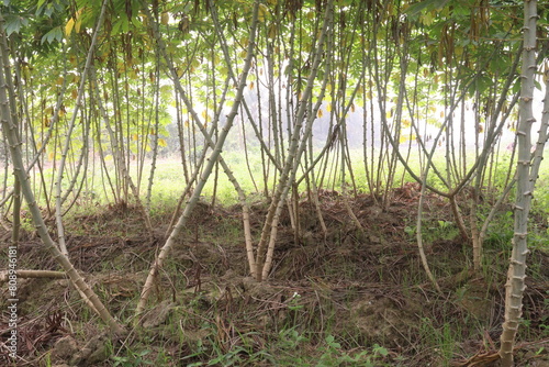 cassava plant on farm for harvest
