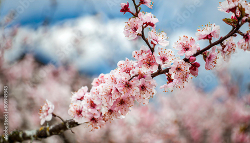 Garden peach flowers. Peach tree with pink flowers on a spring day. The concept of gardening  agriculture.