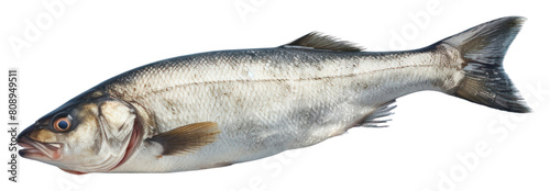 PNG Roasted Branzino seafood animal fish. photo
