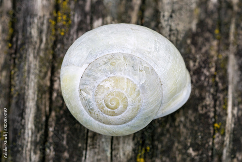 Close up of an empty garden banded snail shell, Cepaea hortensis