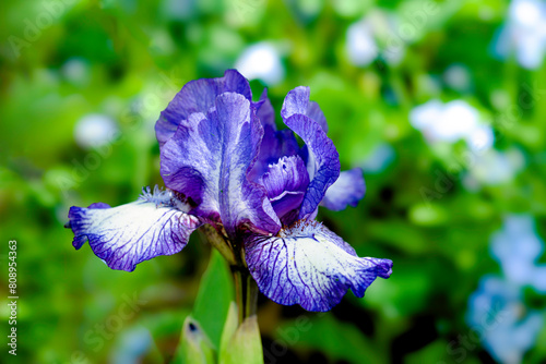 Dwarf iris flowering in the home garden.