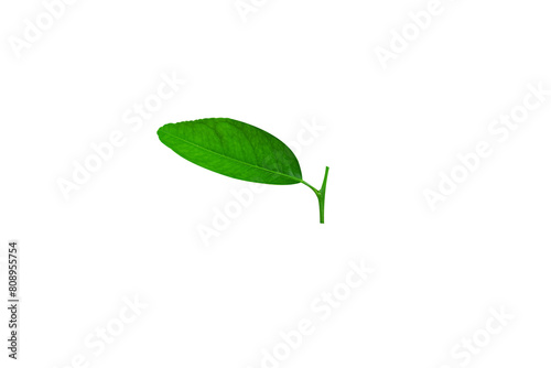 Citrus Lemon leaf isolated on white background. PNG