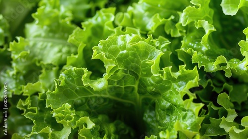 Fresh lettuce. Generative AI