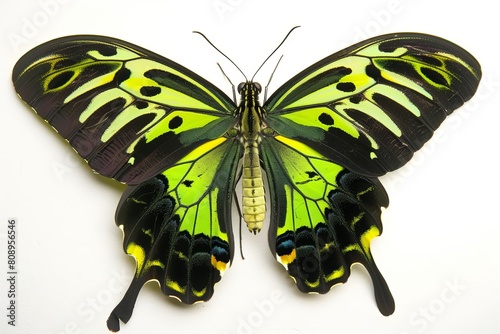 light green male butterfly ornithoptera goliath supermus birdwing species photo