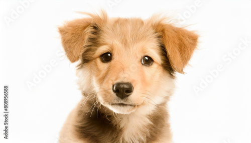 portrait of an adorbale mixed breed puppy