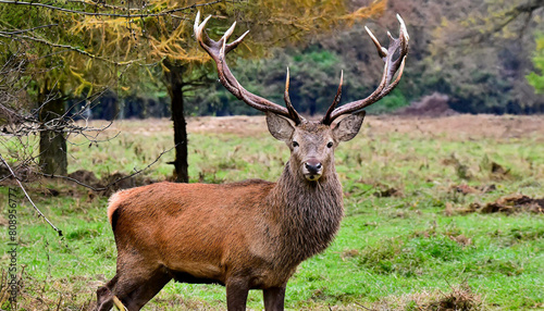 Portrait of majestic red deer stag in Autumn Fall