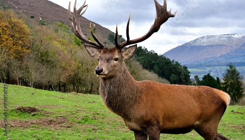 Portrait of majestic red deer stag in Autumn Fall