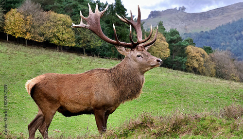 Portrait of majestic red deer stag in Autumn Fall