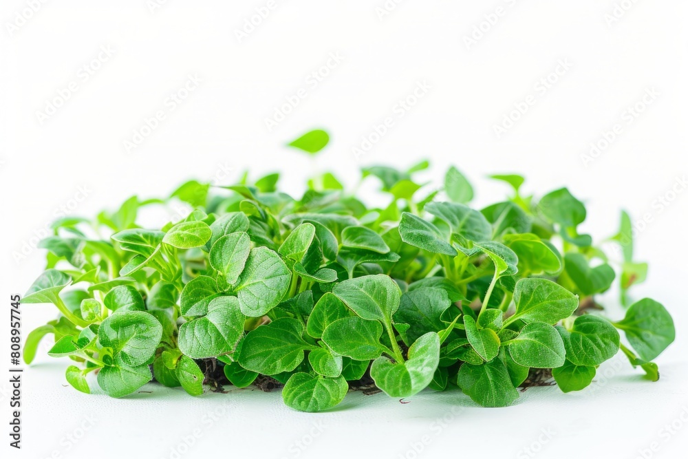 Fresh oregano leaves on a white background. Studio photography. Culinary herbs and healthy eating concept. Generative AI Fresh oregano leaves on a white background. Studio photography. Culinary herbs and healthy eating concept. Generative AI