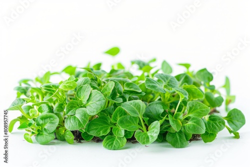 Fresh oregano leaves on a white background. Studio photography. Culinary herbs and healthy eating concept. Generative AI