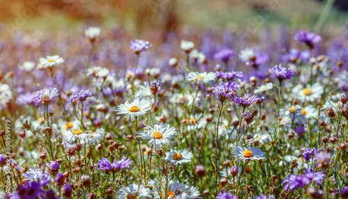 Vintage landscape nature background of beautiful cosmos flower field on sky with sunlight in spring. vintage color tone filter effect