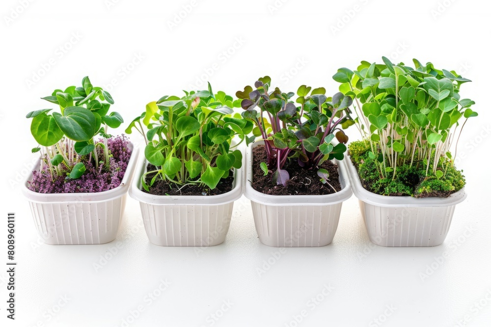 Collection of assorted microgreens in white rectangular planters on a bright background. Studio shot highlighting indoor horticulture. Home gardening and clean eating concept.Generative AI Collection of assorted microgreens in white rectangular planters on a bright background. Studio shot highlighting indoor horticulture. Home gardening and clean eating concept.Generative AI