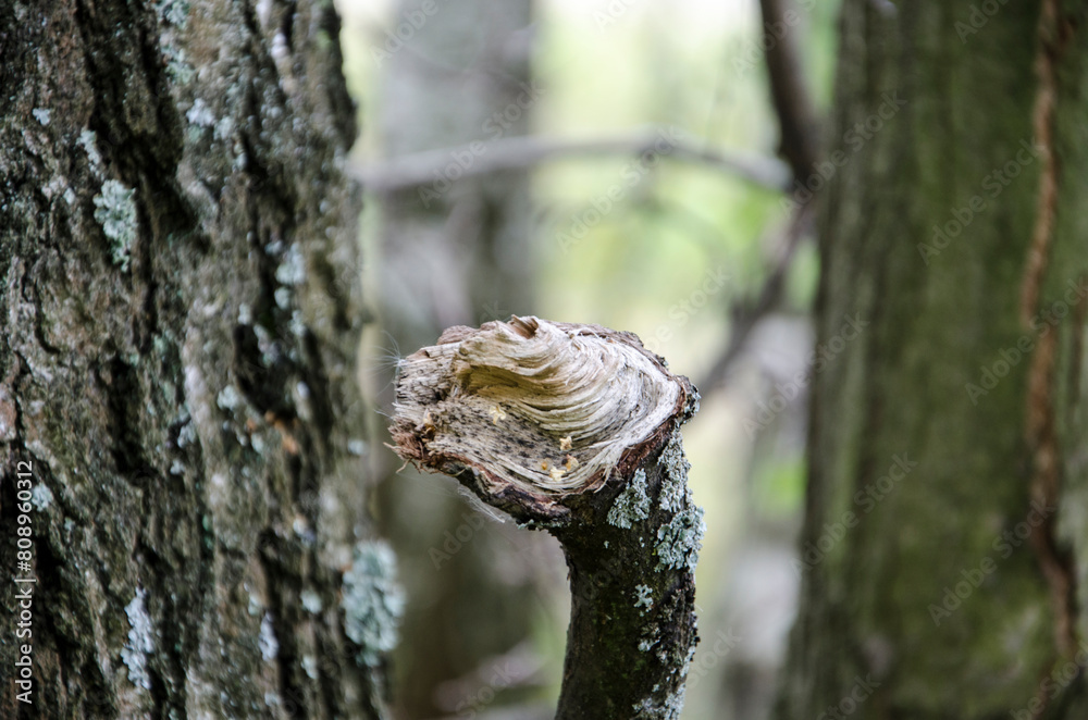 Obraz premium Close up of a dead tree trunk in the forest, selective focus